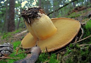 Klouzek strakoš - Suillus variegatus  (Sw.) Richon & Roze 1888