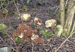 Klikni pro velký obrázek