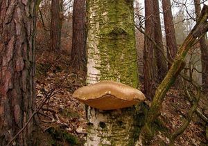 Březovník obecný - Piptoporus betulinus ( Bull. ) P. Karst.