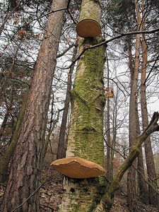 Březovník obecný - Piptoporus betulinus ( Bull. ) P. Karst.