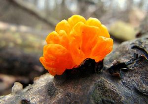 Rosolovka mozkovitá - Tremella mesenterica Retz. 1769