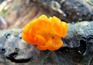 Rosolovka mozkovitá - Tremella mesenterica Retz. 1769