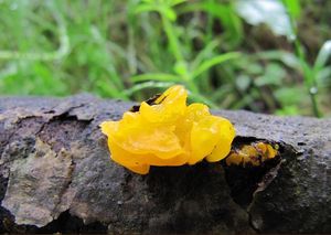 Rosolovka mozkovitá - Tremella mesenterica Retz. 1769