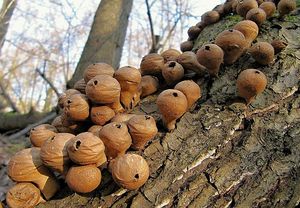 Pýchavka hruškovitá - Lycoperdon pyriforme