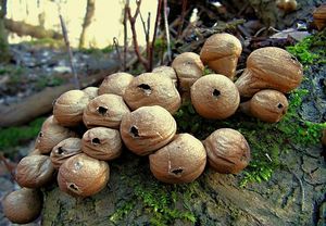 Pýchavka hruškovitá - Lycoperdon pyriforme