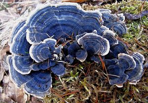 Outkovka pestrá - Trametes versicolor (L.) Lloyd 1921