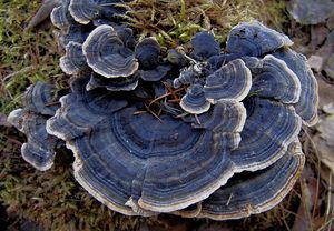 Outkovka pestrá - Trametes versicolor (L.) Lloyd 1921