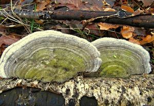 Outkovka chlupatá - Trametes hirsuta