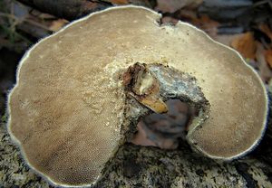 Outkovka chlupatá - Trametes hirsuta