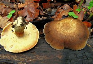 Klikni pro velký obrázek