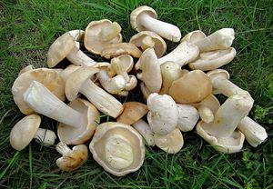 Čirůvka májovka (Calocybe gambosa)