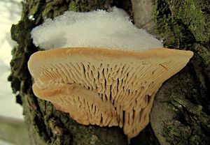 Síťkovec dubový - Daedalea quercina  (L.) Pers. 1801