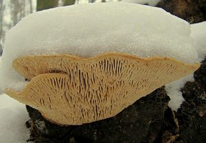 Síťkovec dubový - Daedalea quercina  (L.) Pers. 1801