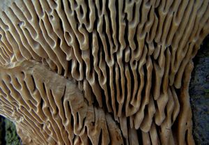 Síťkovec dubový - Daedalea quercina  (L.) Pers. 1801