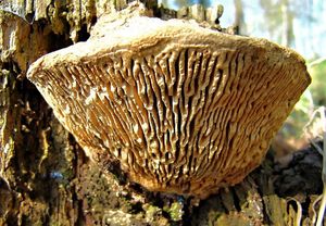Síťkovec dubový - Daedalea quercina  (L.) Pers. 1801