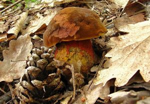 Klikni pro velký obrázek