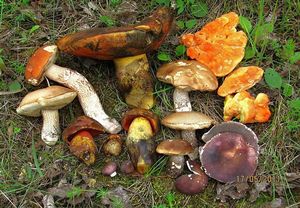 Klikni pro velký obrázek