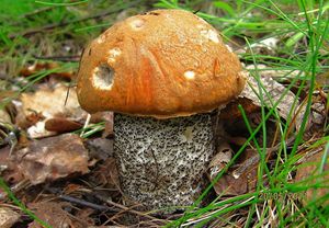 Klikni pro velký obrázek