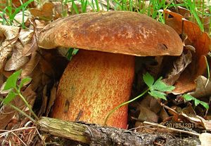 Klikni pro velký obrázek