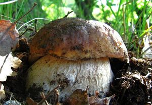 Klikni pro velký obrázek