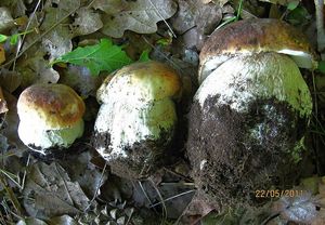 Klikni pro velký obrázek