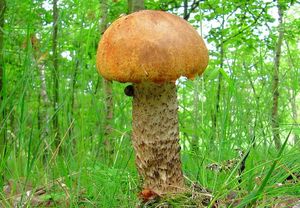 Klikni pro velký obrázek