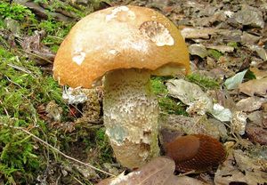 Klikni pro velký obrázek