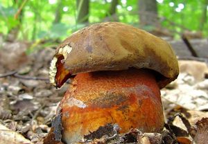 Klikni pro velký obrázek