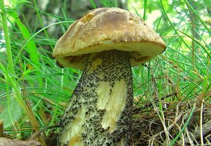 Klikni pro velký obrázek