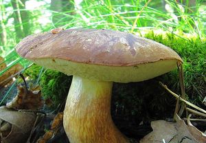 Klikni pro velký obrázek