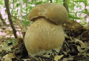 Klikni pro velký obrázek