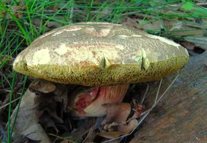 Klikni pro velký obrázek