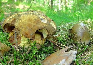 Klikni pro velký obrázek