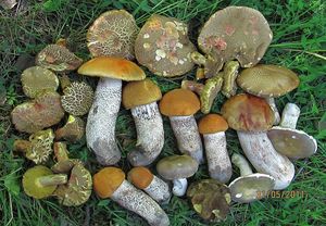 Klikni pro velký obrázek