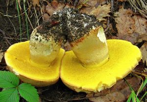 Hřib plavý - Boletus impolitus Fr. 1838