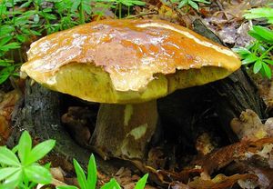 Klikni pro velký obrázek