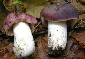 Holubinka namodralá - Russula cyanoxantha (Schaeff.) Fr. 1863