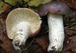 Holubinka namodralá - Russula cyanoxantha (Schaeff.) Fr. 1863