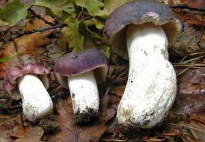Holubinka namodralá - Russula cyanoxantha (Schaeff.) Fr. 1863