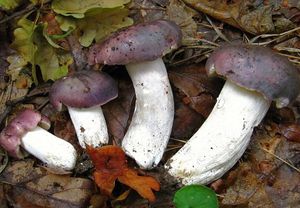 Holubinka namodralá - Russula cyanoxantha (Schaeff.) Fr. 1863