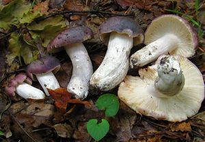 Holubinka namodralá - Russula cyanoxantha (Schaeff.) Fr. 1863