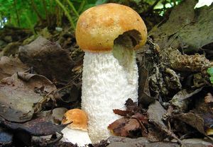 Klikni pro velký obrázek