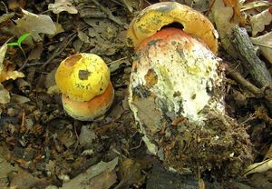 Klikni pro velký obrázek