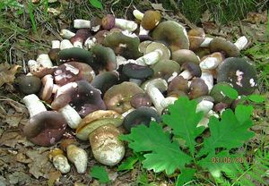 Klikni pro velký obrázek