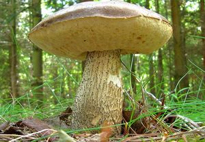 Klikni pro velký obrázek