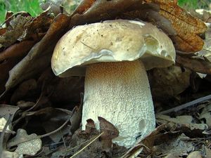 Klikni pro velký obrázek