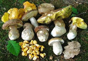 Klikni pro velký obrázek