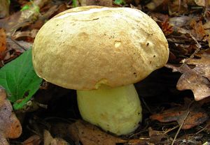 Klikni pro velký obrázek