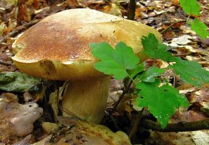 Klikni pro velký obrázek