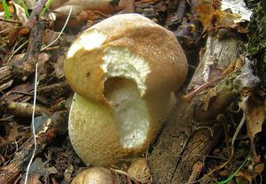 Klikni pro velký obrázek